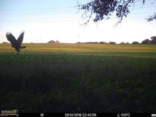 Forstwirtschaft zum Kauf 75.000 m² Grundstück Tessin 18195