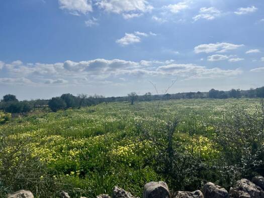 Grundstück zum Kauf provisionsfrei 650.000 € 18.573 m² Grundstück Santanyi 07650