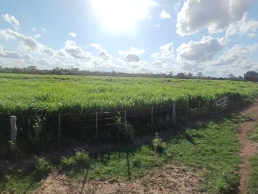 Land-/Forstwirtschaft zum Kauf als Kapitalanlage geeignet 2.346.300 $ 21.330.000 m² Colonia Paratodo