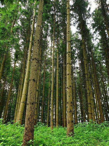 Grundstück zum Kauf 238.000 m² Grundstück Mauern Mauern 85419