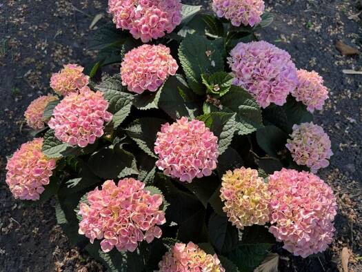 Wohnung zur Miete 500 € 2,5 Zimmer 62 m² 1. Geschoss frei ab 01.05.2026 Bertastraße 47 Feldmark Gelsenkirchen 45883