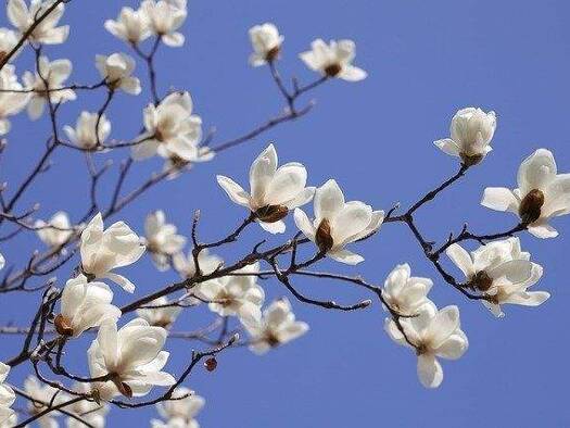 Doppelhaushälfte zum Kauf 499.787 € 5 Zimmer 122 m² 635 m² Grundstück Ihmert Hemer 58675