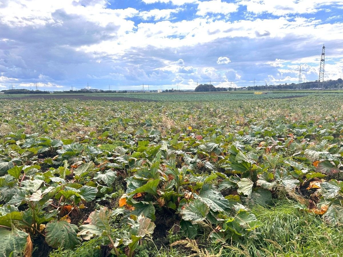 Landwirtschaftliche Fläche zum Kauf 4.617 m²<br/>Fläche 4.617 m²<br/>Grundstück Fischenich Hürth 50354