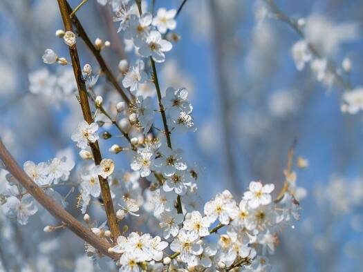 Grundstück zum Kauf 114.500 € 574 m² Grundstück Köbeln Belm 49491