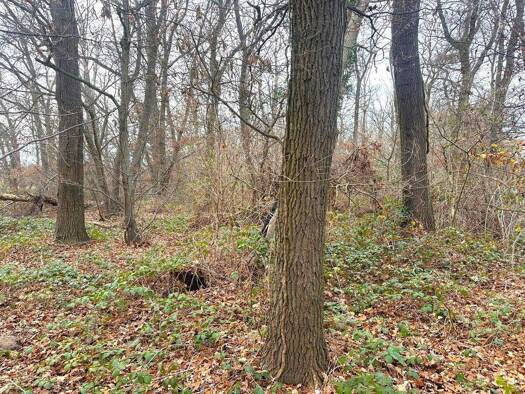 Forstwirtschaft zum Kauf 16.000 € 8.794 m² 8.794 m² Grundstück Friesheim Erftstadt 50374