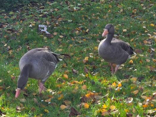 Reihenmittelhaus zum Kauf 321.000 € 3,5 Zimmer 93 m² 72 m² Grundstück Hofen Stuttgart 70378