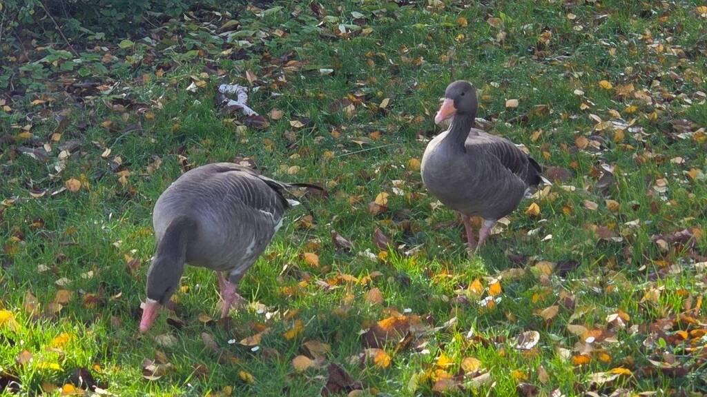 Reihenmittelhaus zum Kauf 321.000 € 3,5 Zimmer 93 m² 72 m² Grundstück Hofen Stuttgart 70378