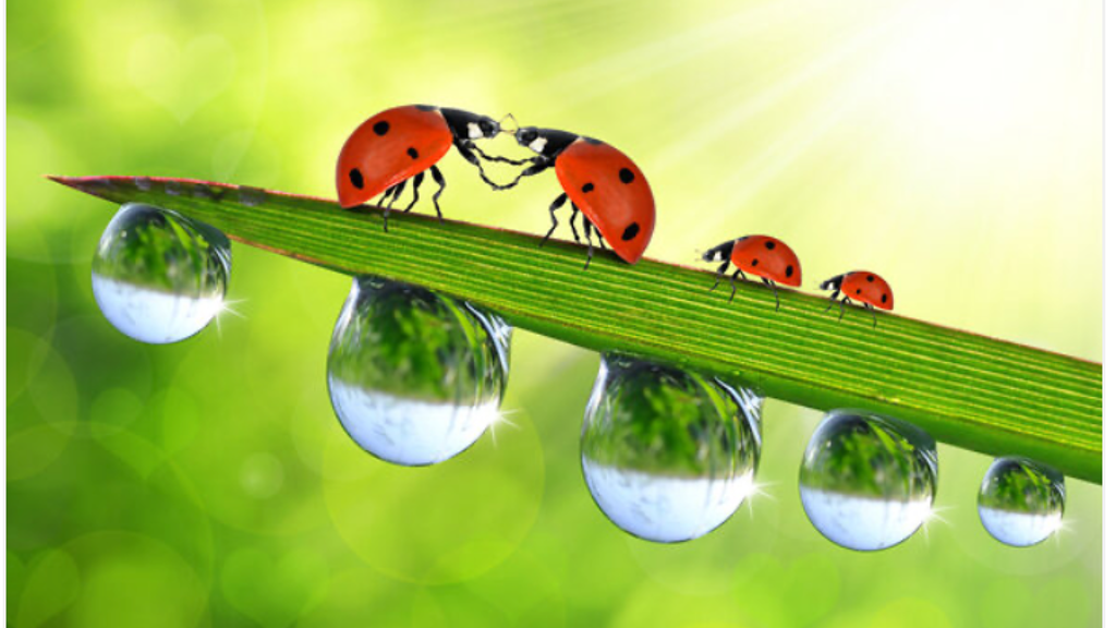 Wohnung zum Kauf provisionsfrei 171.150 € 2 Zimmer 48,9 m² EG Neuruppin 16816