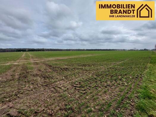 Landwirtschaftliche Fläche zum Kauf 140.908 m² Grundstück Pennigsehl 31621