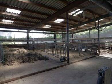 Bauernhof zum Kauf 349.000 € 22.100 m² Grundstück Norderschwei Stadland / Norderschwei 26936