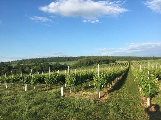 Sonstiges zum Kauf 49.000 € 150 m² Grundstück Stetten 2100