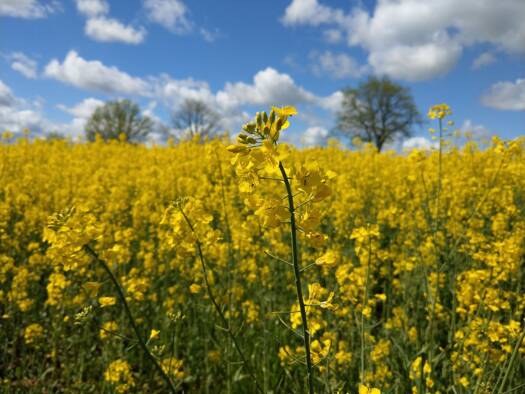 Grundstück zum Kauf provisionsfrei 125 € 900 m² Grundstück Meißner Straße Krögis Käbschütztal 01665