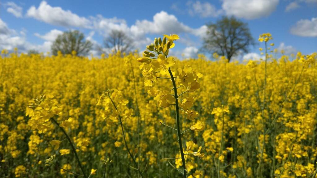 Grundstück zum Kauf provisionsfrei 125 € 900 m² Grundstück Meißner Straße Krögis Käbschütztal 01665