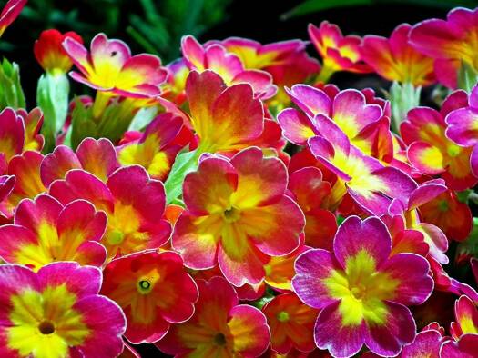 Einfamilienhaus zum Kauf 604.368 € 6 Zimmer 164 m² 485 m² Grundstück Ickern Castrop Rauxel 44577