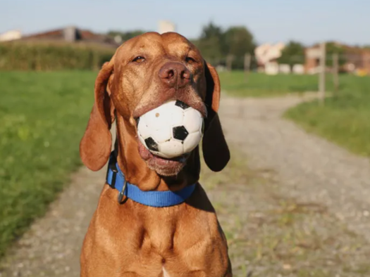 Einfamilienhaus zur Miete - Erstbezug 1.647 € 5 Zimmer 136 m² 479 m² Grundstück Brambauer Lünen 44536
