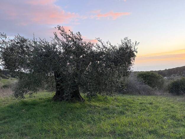 Grundstück zum Kauf 190.000 € 25.000 m² Grundstück Follonica 58022