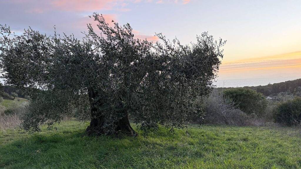 Grundstück zum Kauf 190.000 € 25.000 m² Grundstück Follonica 58022