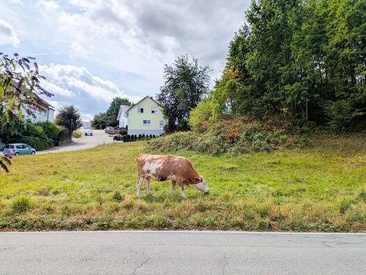Grundstück zum Kauf provisionsfrei 219.500 € 665 m² Grundstück Rimbach Rimbach 64668