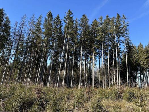 Land-/Forstwirtschaft zum Kauf 112.000 € 25.864 m² Grundstück Dießen 86911