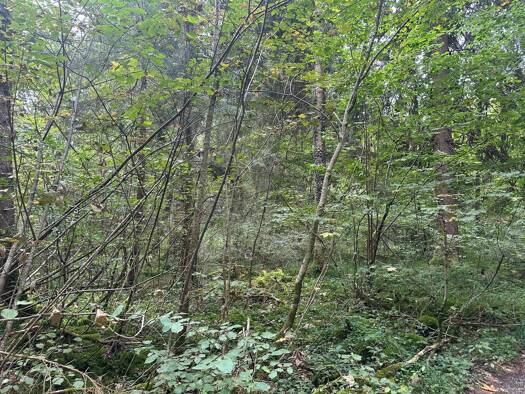 Grundstück zum Kauf provisionsfrei 17.079 m² Grundstück Professor-Alois-Knöpfler-Weg Schomburg Wangen im Allgäu 88239