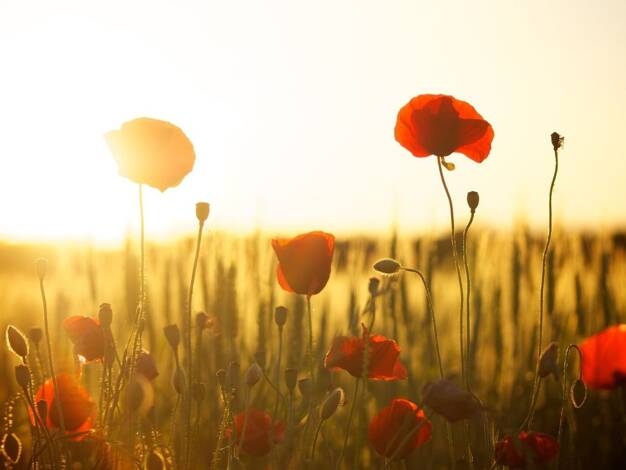 Doppelhaushälfte zum Kauf 583.998 € 5 Zimmer 134 m² 330 m² Grundstück Grafenwald Bottrop 46244