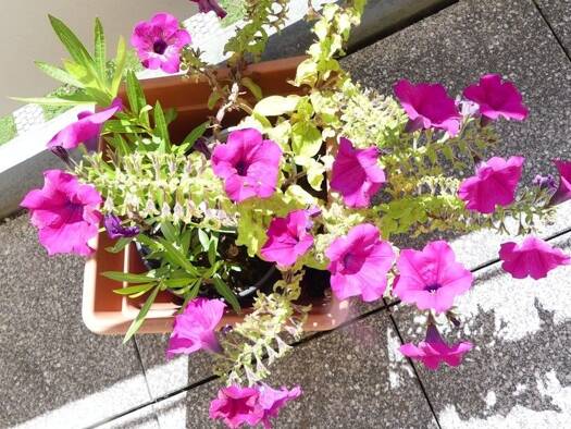 Wohnung zur Miete 835 € 2 Zimmer 69,7 m² frei ab sofort Villingen Villingen-Schwenningen 78048