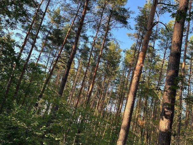 Forstwirtschaft zum Kauf 199.000 € 121.219 m² Grundstück Stadt Friedland Friedland 15848