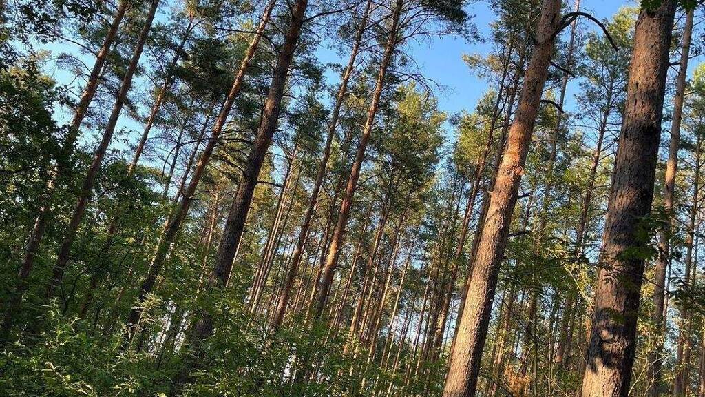 Forstwirtschaft zum Kauf 199.000 € 121.219 m² Grundstück Stadt Friedland Friedland 15848