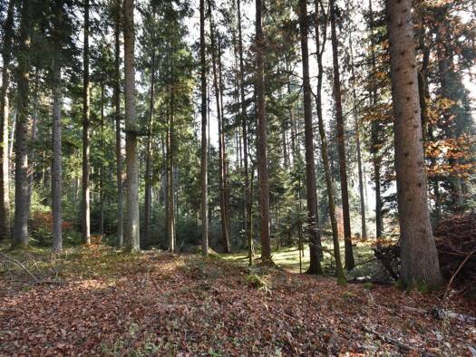 Land-/Forstwirtschaft zum Kauf 468.370 € 97.678 m² Grundstück Hohenthurn 9701