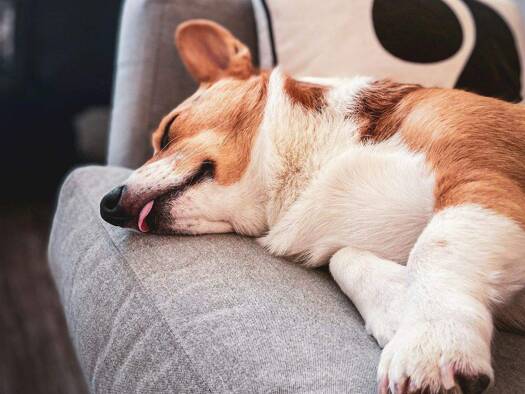 Einfamilienhaus zur Miete - Erstbezug 1.700 € 5 Zimmer 136 m² 370 m² Grundstück Innenstadt Bad Salzuflen 32105