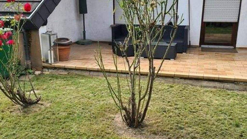 Maisonette zur Miete 1.100 € 3 Zimmer 100 m² EG frei ab 01.04.2026 Breisach 79206