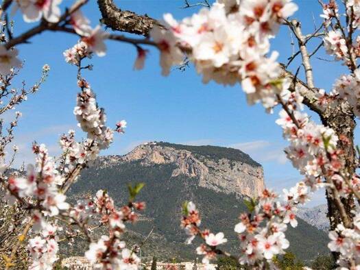 Hotel zum Kauf 3.200.000 € 7 Zimmer 828 m² Grundstück Alaró 07340