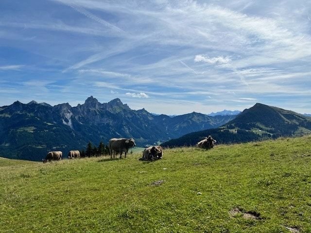 Mehrfamilienhaus zum Kauf als Kapitalanlage geeignet 750.000 € 12 Zimmer 295 m²<br/>Wohnfläche 616 m²<br/>Grundstück Pfronten Pfronten 87459