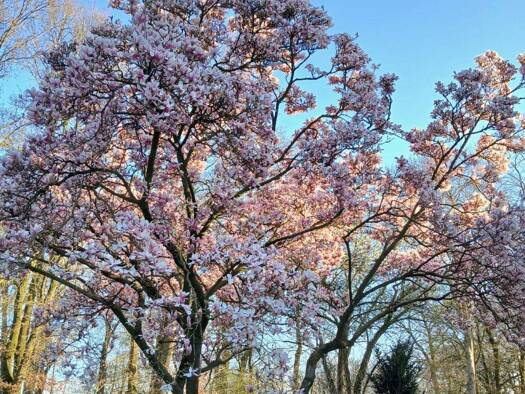 Einfamilienhaus zur Miete 1.200 € 5 Zimmer 130 m² 1 m² Grundstück Augustenfeld Löningen 49624
