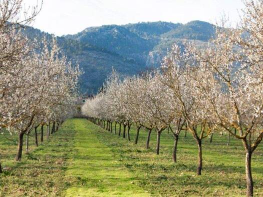 Grundstück zum Kauf 995.000 € 29.250 m² Grundstück Consell 07330