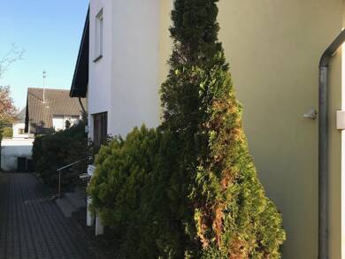 Wohnung zur Miete 350 € 2 Zimmer 48 m² Souterrain, EG Alzheim Mayen 56727
