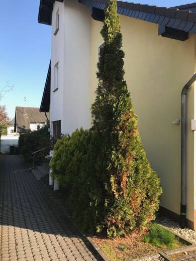 Wohnung zur Miete 350 € 2 Zimmer 48 m² Souterrain, EG Alzheim Mayen 56727