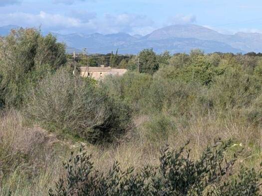Acker-/Waldstück zum Kauf 220.000 € Sineu 07510