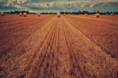 Landwirtschaftliche Fläche zum Kauf 471.670 m² Grundstück Tonnenheide Rahden 32369