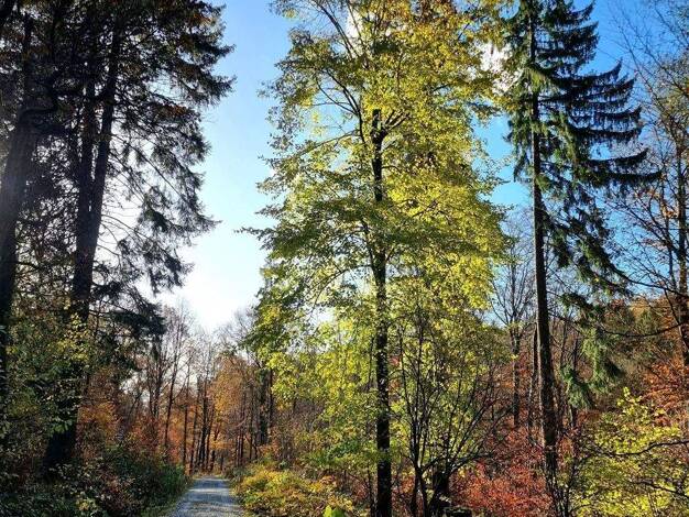 Grundstück zum Kauf 45.000 € 3.812 m² Grundstück Irring Tiefenbach , Kr Passau 94113