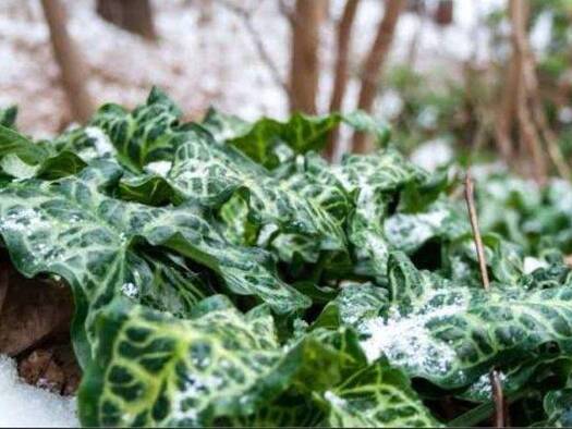 Grundstück zum Kauf 249.850 € 522 m² Grundstück Glienicke/Nordbahn 16548