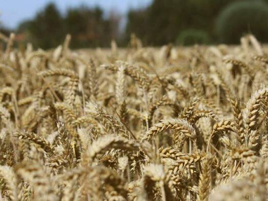 Land-/Forstwirtschaft zum Kauf 137.500 € 22.027 m² Grundstück Westrup Stemwede 32351