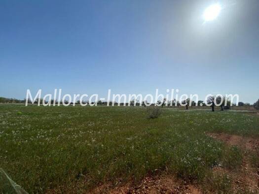 Grundstück zum Kauf provisionsfrei 620.000 € 19.768 m² Grundstück Baugenehmigung vorhanden Campos Mallorca