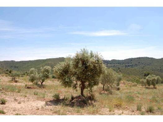 Acker-/Waldstück zum Kauf 850.000 € la Granadella 25177