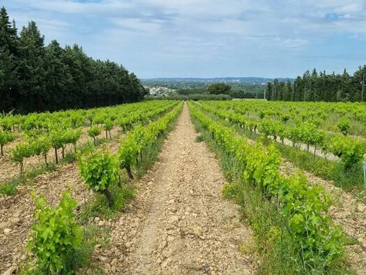 Land-/Forstwirtschaft zum Kauf 1.696.000 € 240.000 m² Grundstück Montfavet Banlieue Avignon 84000