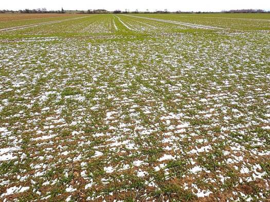 Landwirtschaftliche Fläche zum Kauf 420.000 € 30.066 m² 30.066 m² Grundstück Schneppenheim Weilerswist 53919