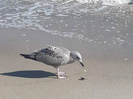 Grundstück zum Kauf provisionsfrei 220.000 € 563 m² Grundstück Ückeritz 17459