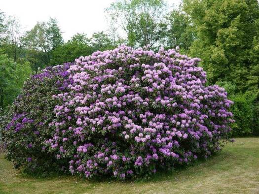 Wohnung zur Miete 745 € 3 Zimmer 80 m² Scherfbachtalstr. 73 - Hinterhaus Pistershausen Odenthal 51519