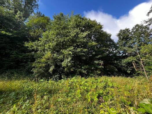 Grundstück zum Kauf 1.500 € 1.906 m² Grundstück Bischofsheimer Straße Wildflecken Wildflecken 97772