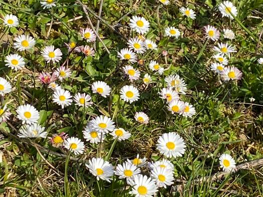 Grundstück zum Kauf provisionsfrei 800.000 € 3.700 m² Grundstück Tütschengereuth Bischberg 96120